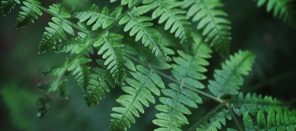 Emerge and Transform Coaching Cover